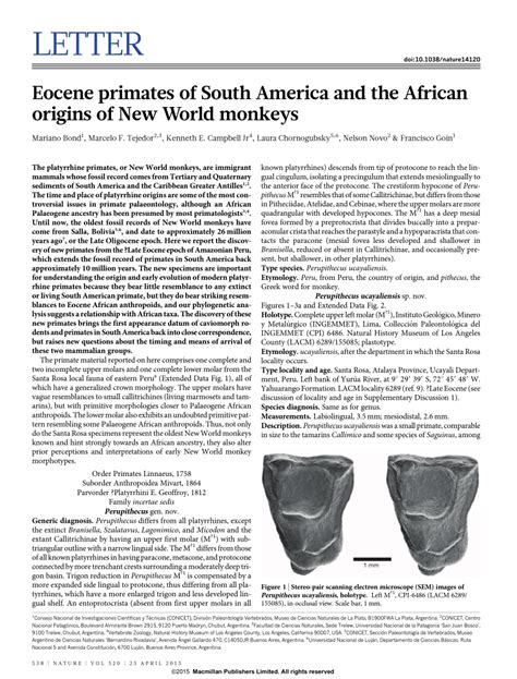 Pdf Eocene Primates Of South America And The African Origins Of New