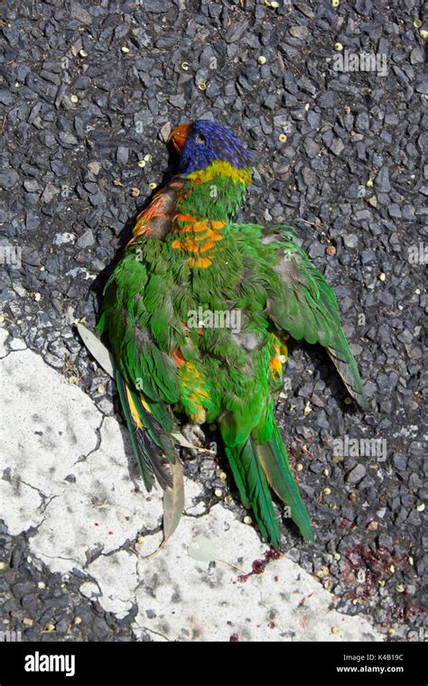 Dead Parrot On Street Stock Photo 157594456 Alamy