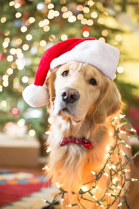 Keystone puppies, llc is an online advertising source for many reputable breeders. Golden retriever Christmas #goldenretrieverpuppiespics | Golden retriever christmas, Dog ...