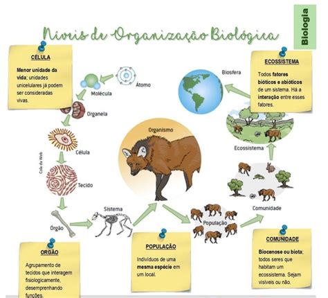 Relações ecológicas dos seres vivos Plano de aula de biologia