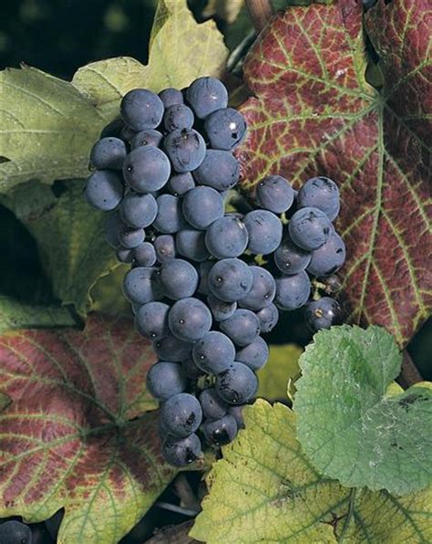 Grape Vine Pinot Noir Wine Grape Vines Groves Nurseries And Garden Centre