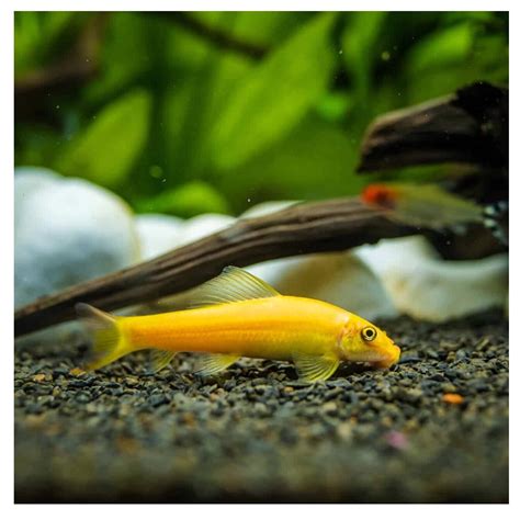Golden Algae Eater Live Fresh Water Aquarium Fish