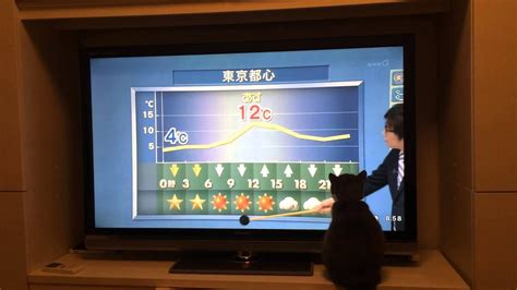 コラム スタートアップglobe cbインサイツ 36kr dealstreetasia モバイルの達人 教えて山本さん! NHKの天気予報が大好きなネコ - YouTube