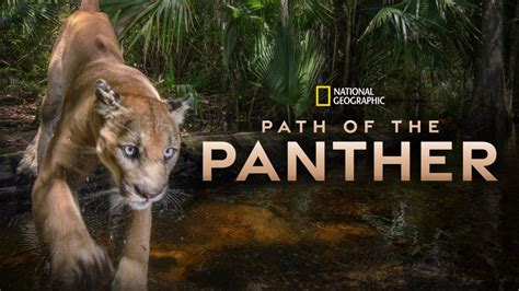 Path Of The Panther Disney