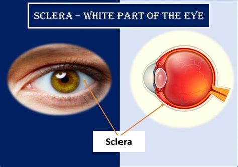 White Part Of The Eye Sclera Definition Function And Anatomy Health