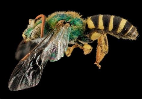 The 12 Most Dangerous Insects With Stingers That Fly 2023