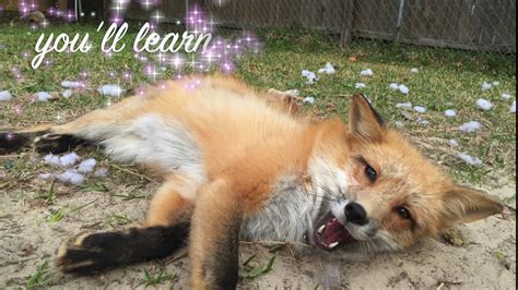Pet foxes for in dogs & puppies for sale. What its like to have a pet fox - YouTube