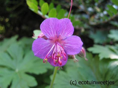 Het samengesteld blad bestaat veelal uit zeven groene bladeren. Ecotuinweetjes: Zevenblad onderdrukken met Geranium ...