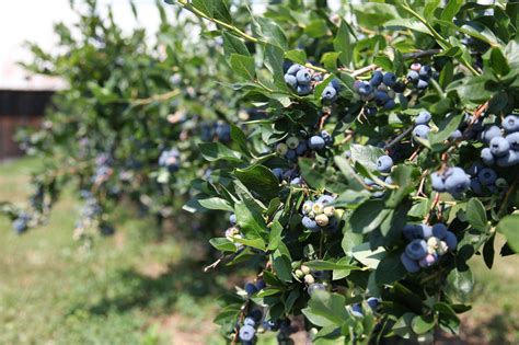 With The Advent Of Half High Berries Growing Blueberries In Zone 3 Is