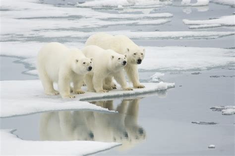 Why Do Polar Bears Need Ice To Survive Animals Around The Globe
