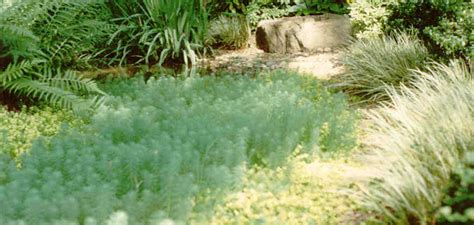 Ground cover plants for sale online. Easy Groundcovers for Mississippi Lawns | Mississippi ...
