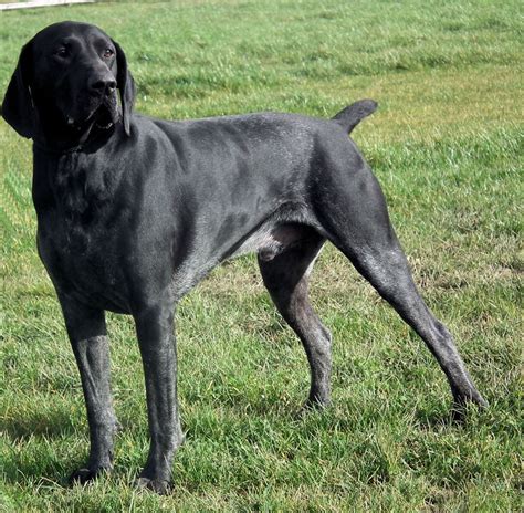 Find german shorthaired pointer puppies and breeders in your area and helpful german shorthaired pointer information. German Shorthaired Pointer | Boston, Lincolnshire | Pets4Homes