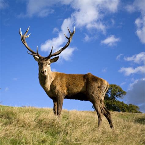 Poachers Kill Deer On Scottish Golf Course Golfpunkhq