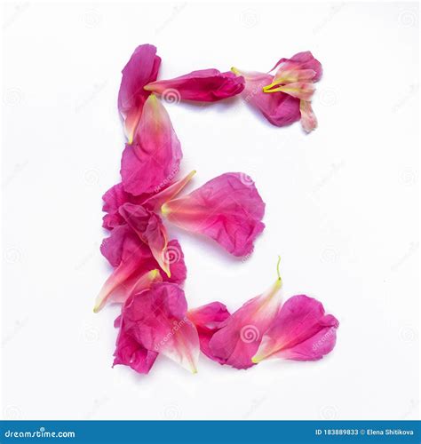 Alphabet Made Of Peony Petals Letter E Layout For Design Stock Image