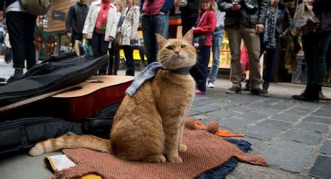 Bob Fallece El Gato Callejero Que Inspiró A Su Dueño A Escribir Un Libro