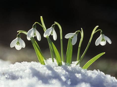 Snowdrop Flowers Blooming In The Snow Galanthus Nivalis Photographic