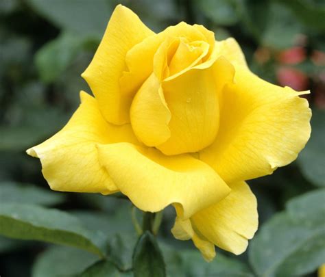 Take a few yellow flowers and fill your daily life with some warmth and brightness. Symbolic Meaning of the Truly Spectacular Yellow Roses ...