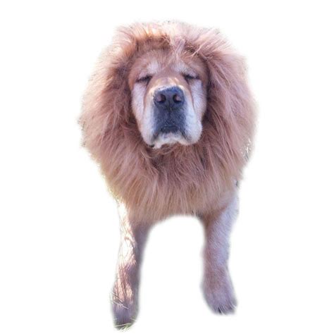 But of all the cats found around the world, why do only lions grow manes? Emours Dog Lion Wig Mane Hair Cute Adorable Lion Costume ...