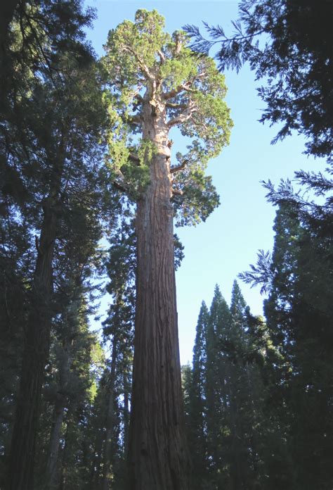 Sequoiadendron Giganteum Trees And Shrubs Online