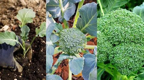 Broccoli Plant Stages Path To A Bountiful Harvest