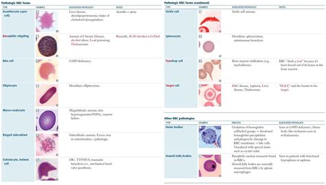 Pathologic Red Blood Cell Rbc Morphologies And Associated Grepmed