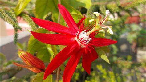 Passion Flower Grow And Care Tips 08012023 Youtube