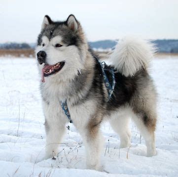 The double coat keeps the dog cooler, and shaved dogs are more susceptible to heat strokes. Puppy Cute Husky Alaskan Malamute Siberian Dog | aesthetic ...