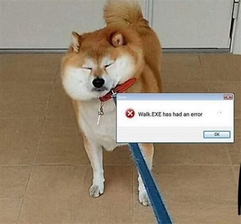 15 Best Shiba Inu Memes Of All Time The Dogman