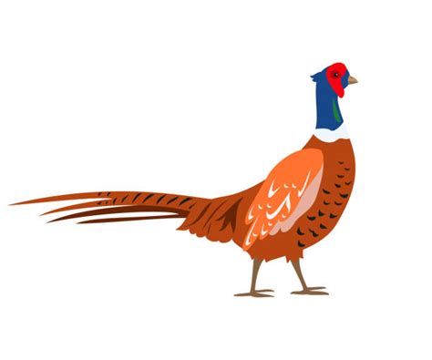 Pheasant Bird Cartoons Stock Photos Pictures And Royalty Free Images