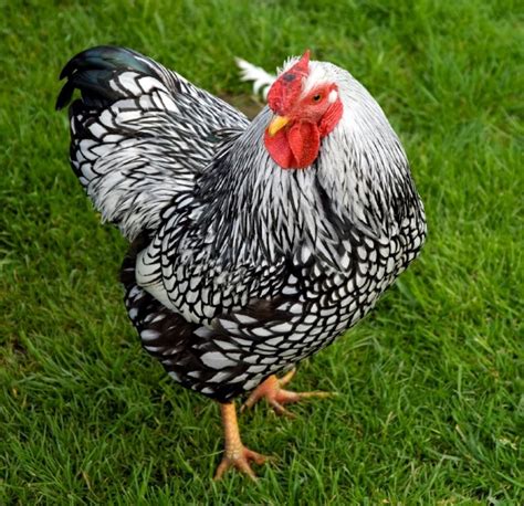 Top 10 Most Beautiful Chicken Breeds In The World Pepnewz