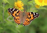 UK could be seeing a once-in-a-decade painted lady butterfly influx ...