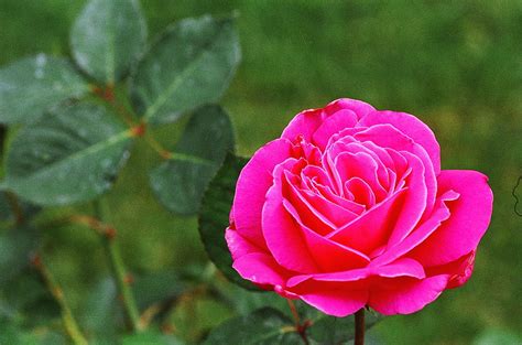 Fuschia Rose Photograph By Corynne Hilbert Pixels