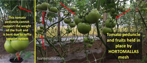Tomato Support With Hortomallas™ Trellis Netting Increases Your Profit
