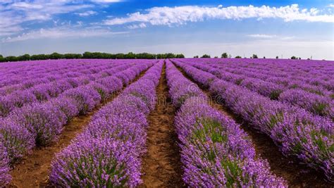 Beautiful Lavender Fields On A Sunny Day Lavender Blooming Scented