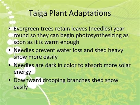 Taiga Plant Adaptations Sciencing