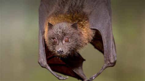 Cute Fruit Bat