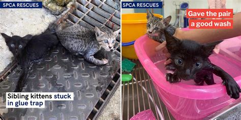 2 Yishun Kittens Stuck In Glue Trap Rescued By Spca Security Shielded Them From The Sun While