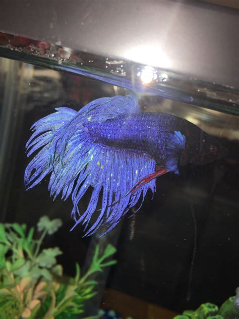 On a purely aesthetic level, high levels of ammonia/nitrogenous wastes also cause a betta's fins to split, break down, and literally fall apart, leaving your poor fish pale, tattered, and stripped of its former beauty. Sick Betta! | Betta Fish 270757