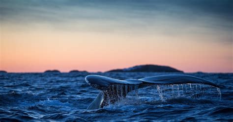 humpback whale tail 4k ultra hd wallpaper whale humpback whale hd wallpaper