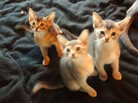 Sphynx cattery in southern california selling sphynx and lykoi cats/kittens, f1 outcrosses. Abyssinian Cats For Sale | Los Angeles, CA #161509