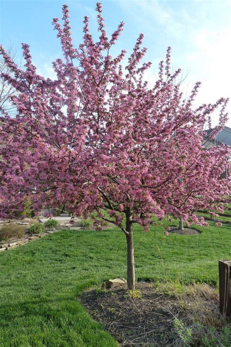 The Most Beautiful Flowering Trees In Your Garden