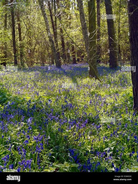 English Bluebells Hi Res Stock Photography And Images Alamy