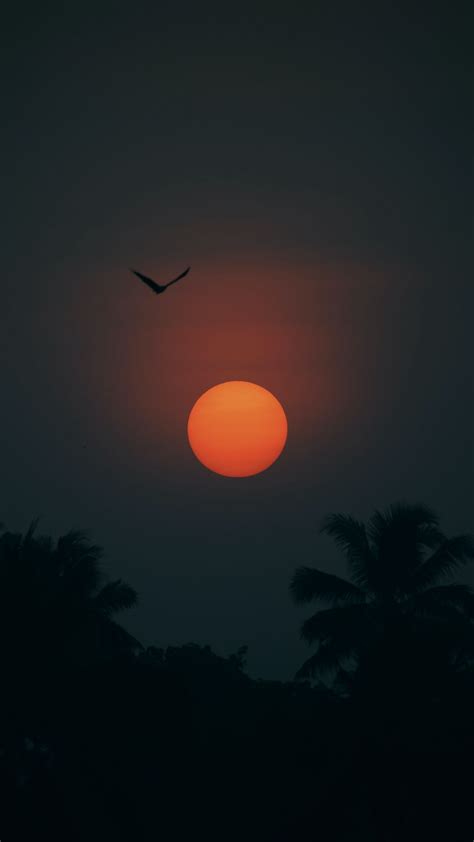 Download Wallpaper 1080x1920 Sun Bird Palm Trees Silhouette