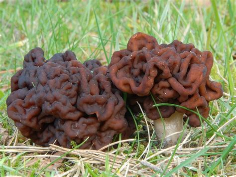 The 7 Weirdest Mushroom And Fungi Species In The World Bodytech