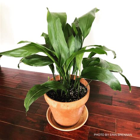 Buy Aspidistra Elatior Dark Green Cast Iron Plant Mr Maple │ Buy