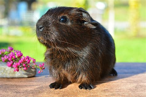 Guinea Pigs- Natural Diet - Greenpet