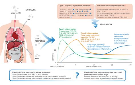 The Right Hypochondriac Region Contains The Majority Of The Stomach