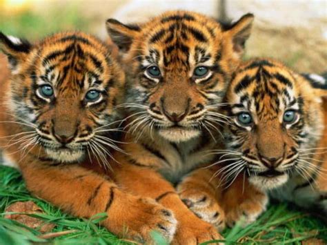 Tigres Animais Tiger Pictures Baby Tigers Animals