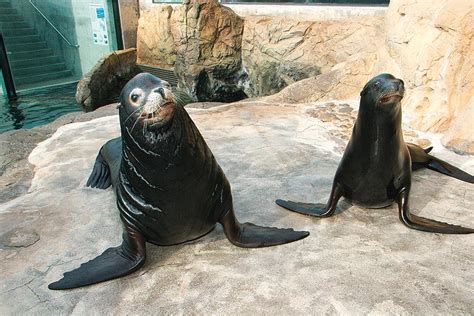 Aquarium Of The Pacific Southern Californiabaja Gallery Southern