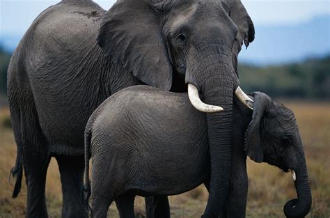 10 things elephants can only do in the wild